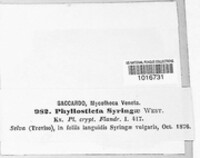 Ascochyta syringae image